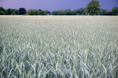 Çavdar tarlada yetişir. Tahıl ekinleri. Fırtınadan önce gökyüzünde mısır gevreği, June. Önemli yiyecek taneleri.