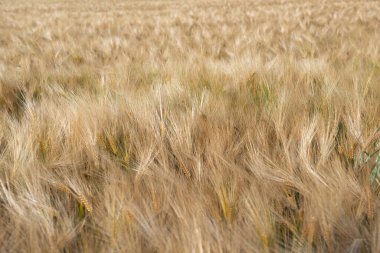 Buğday. Mısır gevreğinin altın tarlası. Tahıl ekinleri. Spikelets yakın çekim, güneşli Haziran. Önemli yiyecek taneleri.