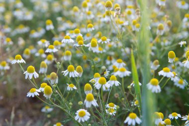 Papatya çayı yazın çayırda yetişir.