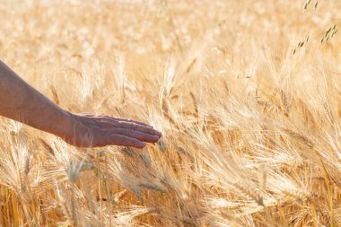 Erkek el tarlada altın mısır gevreğine dokunuyor. Tahıl ekinleri. Buğday başakları, June. Önemli yiyecek taneleri.