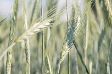  Mısır gevreği tarlası. Tahıl ekinleri. Spikelets yakın çekim, güneşli Haziran. Önemli yiyecek taneleri.