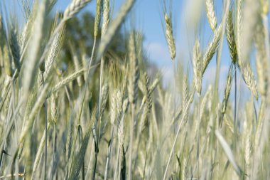 Mısır gevreği tarlası. Tahıl ekinleri. Spikelets, güneşli Haziran 'da mavi gökyüzüne yakın çekim yapacak. Önemli yiyecek taneleri.
