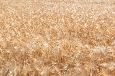 Buğday. Altın mısır gevreği tarlası hasat için hazır. Tahıl ekinleri. Spikelets, güneşli Haziran. Önemli yiyecek taneleri.