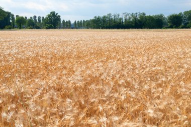 Buğday. Altın mısır gevreği tarlası hasat için hazır. Tahıl ekinleri. Spikelets, güneşli Haziran. Önemli yiyecek taneleri.