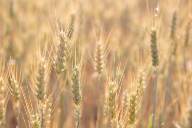  Mısır gevreği tarlası. Tahıl ekinleri. Spikelets yakın çekim, güneşli Haziran. Önemli yiyecek taneleri.
