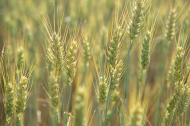  Mısır gevreği tarlası. Tahıl ekinleri. Spikelets yakın çekim, güneşli Haziran. Önemli yiyecek taneleri.