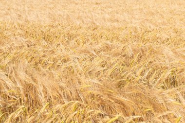 Buğday. Altın mısır gevreği tarlası hasat için hazır. Tahıl ekinleri. Spikelets yakın çekim, güneşli Haziran. Önemli yiyecek taneleri.