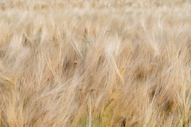Buğday. Mısır gevreğinin altın tarlası. Tahıl ekinleri. Spikelets yakın çekim, güneşli Haziran. Önemli yiyecek taneleri.
