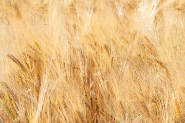 Mısır gevreğinin altın tarlası. Tahıl ekinleri. Buğday başakları, June. Önemli yiyecek taneleri.