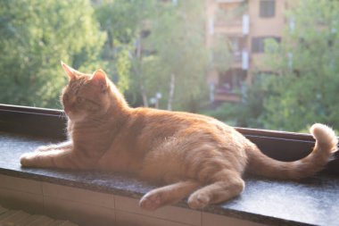 Şirin kırmızı tekir kedi açık pencereli pencere pervazında dinleniyor, bahçeye bakıyor ve sıcak güneş ışınlarının ve temiz havanın tadını çıkarıyor. Sevimli genç hayvan.. 
