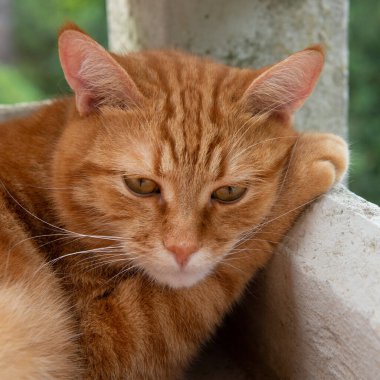 Şirin kırmızı tekir kedi balkonda dinleniyor ve hiç tatmin olmamış ve felsefi bir ifadeyle pençesini ağzının altına koyuyor. Sevimli genç hayvan.. 