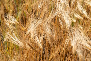 Buğday. Mısır gevreğinin altın tarlası. Tahıl ekinleri. Spikelets yakın çekim, güneşli Haziran. Önemli yiyecek taneleri.