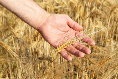 Elinde olgun altın buğday dikenleri tutan adam. Mısır gevreği tarlada yetişir. Tahıl ekinleri. Önemli yiyecek taneleri.