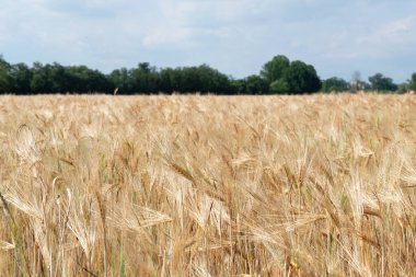 Buğday. Ufukta orman ve mavi gökyüzü olan altın mısır gevreği tarlası. Tahıl ekinleri. Spikelets yakın çekim, güneşli Haziran. Önemli yiyecek taneleri.