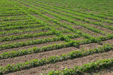 Haziran 'ın başında tarım arazilerinde soya yetişir ve ilk filizlenir. Baklagiller ve yağ tohumları ekinler, endüstriyel tema.