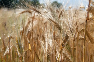 Golden cereals grows in field over blue sky. Grain crops. Spikelets of wheat, June. Important food grains