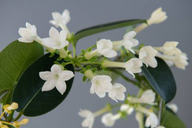 Stephanotis ya da Madagaskar yaseminleri kokulu çiçeklerle çiçek açarlar.