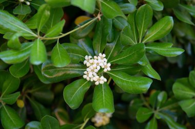 Japon Mockorage - İlkbaharda beyaz çiçeklerle açan çalı