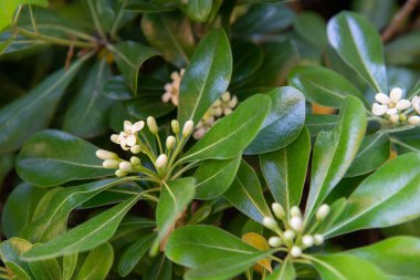 Japon Mockorage - İlkbaharda beyaz çiçeklerle açan çalı