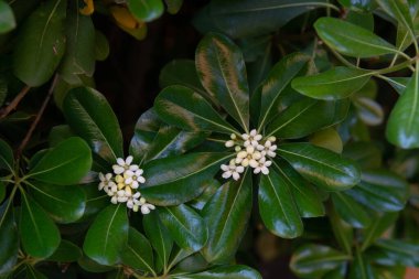 Japon Mockorage - İlkbaharda beyaz çiçeklerle açan çalı