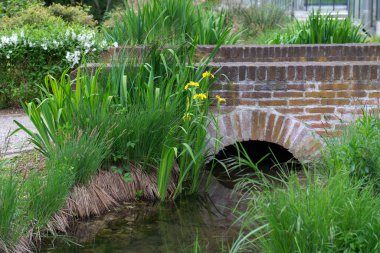 Iris, parktaki köprünün altındaki derenin kıyısında çiçek yetiştiriyor. peyzaj tasarımı ögesi