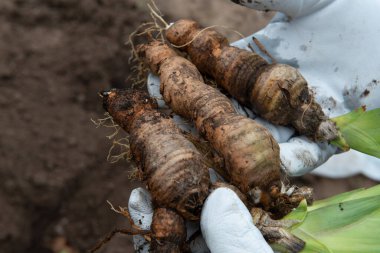İris, bitki nakli, bahçıvanlık ve peyzaj için ritimler