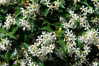 Yasemin çiçekleri ile çiçek açıyor, açık yaz parkı.