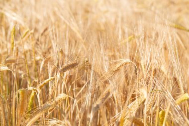 Buğday. Altın mısır gevreği tarlası hasat için hazır. Tahıl ekinleri. Spikelets yakın çekim, güneşli Haziran. Önemli yiyecek taneleri.