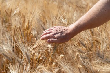 Erkek el tarlada altın mısır gevreğine dokunuyor. Tahıl ekinleri. Buğday başakları, June. Önemli yiyecek taneleri.
