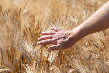 Erkek el tarlada altın mısır gevreğine dokunuyor. Tahıl ekinleri. Buğday başakları, June. Önemli yiyecek taneleri.