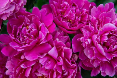 Şakayıklar, çalı çiçekleri. Güzel pembe çiçekler, baharda parktaki güzellik.