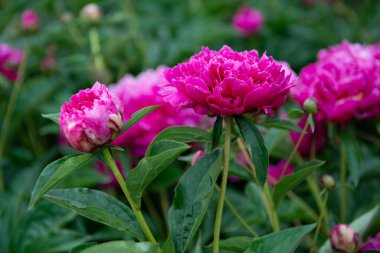 Şakayıklar, çalı çiçekleri. Güzel pembe çiçekler, baharda parktaki güzellik.