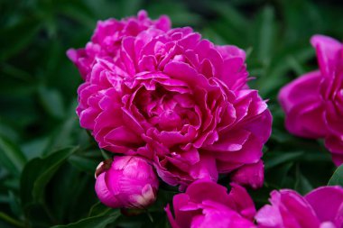 Şakayıklar, çalı çiçekleri. Güzel pembe çiçekler, baharda parktaki güzellik.