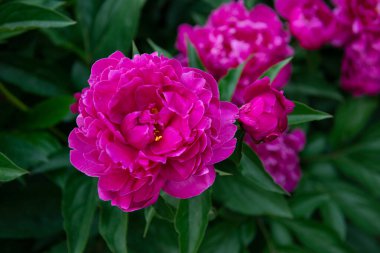 Şakayıklar, çalı çiçekleri. Güzel pembe çiçekler, baharda parktaki güzellik.