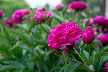 Şakayıklar, çalı çiçekleri. Güzel pembe çiçekler, baharda parktaki güzellik.