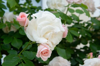 Güller filizleniyor. Güzel pembe ve beyaz çiçekler, ilkbaharda doğada güzellik