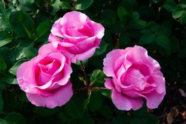 Güller filizleniyor. Güzel pembe çiçekler, ilkbaharda doğadaki güzellik.