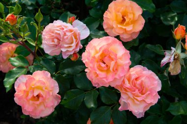 Güller filizleniyor. Güzel sarı-pembe çiçekler, ilkbaharda doğada güzellik.