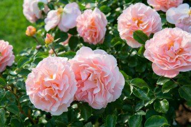 Güller filizleniyor. Güzel sarı çiçekler, ilkbaharda doğadaki güzellik.