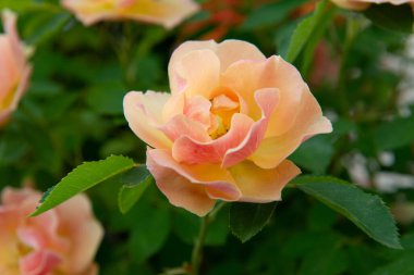 Güller filizleniyor. Güzel sarı-pembe çiçekler, ilkbaharda doğada güzellik.