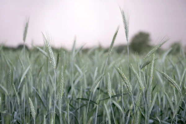 Rye grows in field. Grain crops. Spikelets of cereals, June. Important food grains