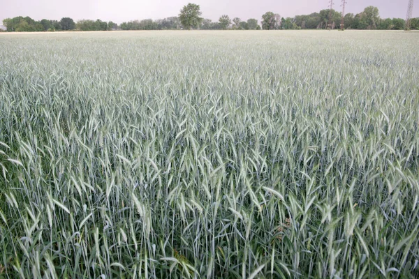 Centeno Crece Campo Cultivos Granos Espiguillas Cereales Sobre Cielo Antes —  Fotos de Stock