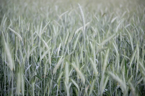 Segale Cresce Nel Campo Colture Cerealicole Spille Cereali Sopra Cielo — Foto Stock