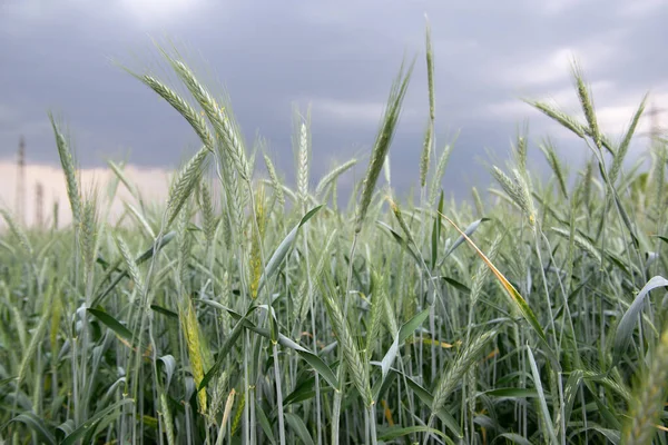Rye grows in field. Grain crops. Spikelets of cereals over sky before the storm, June. Important food grains