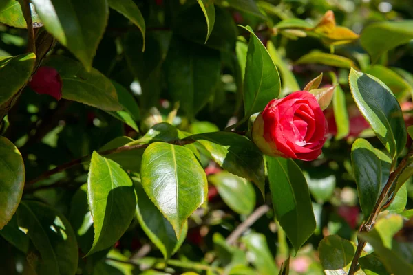 Camellia Japonica Floraison Fleurs Roses Vives Camellia Japonica Sur Les — Photo