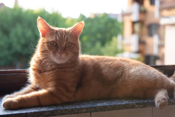 Cute Red Tabby Cat Rests Home Windowsill Open Window Looks — Stock Photo, Image