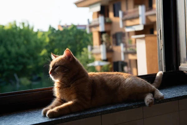 Χαριτωμένο Κόκκινο Tabby Γάτα Στηρίζεται Στο Σπίτι Στο Περβάζι Του — Φωτογραφία Αρχείου