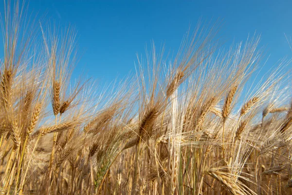 Golden Cereals Grows Field Blue Sky Grain Crops Spikelets Wheat — Fotografia de Stock