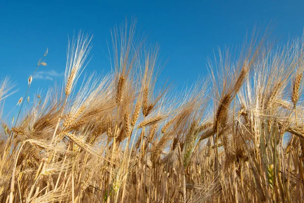 Cereali Dorati Crescono Nel Campo Sopra Cielo Azzurro Colture Cerealicole — Foto Stock