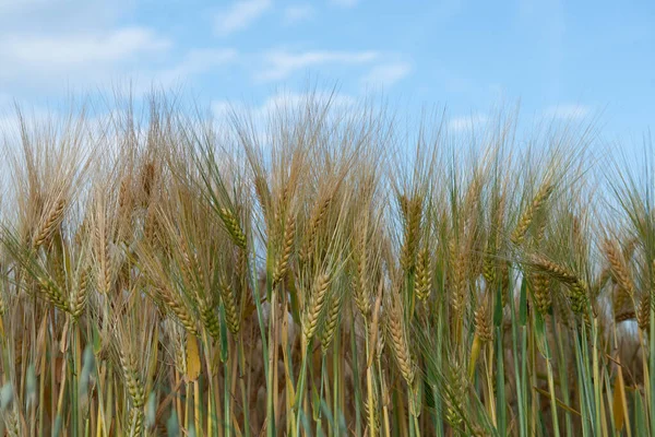 Пшеница Поле Злаков Зерновые Культуры Колючки Крупным Планом Солнечный Июнь — стоковое фото